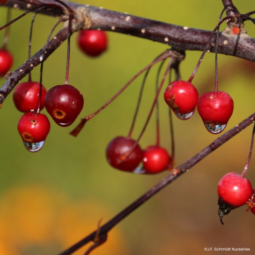 Pommier d'ornement - Malus Royal  Raindrops (Harvest)