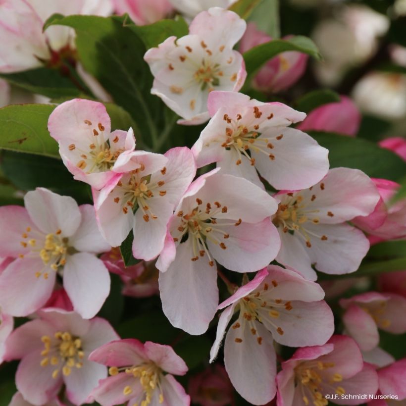 Pommier d'ornement - Malus JFS Sparkling Sprite (Flowering)