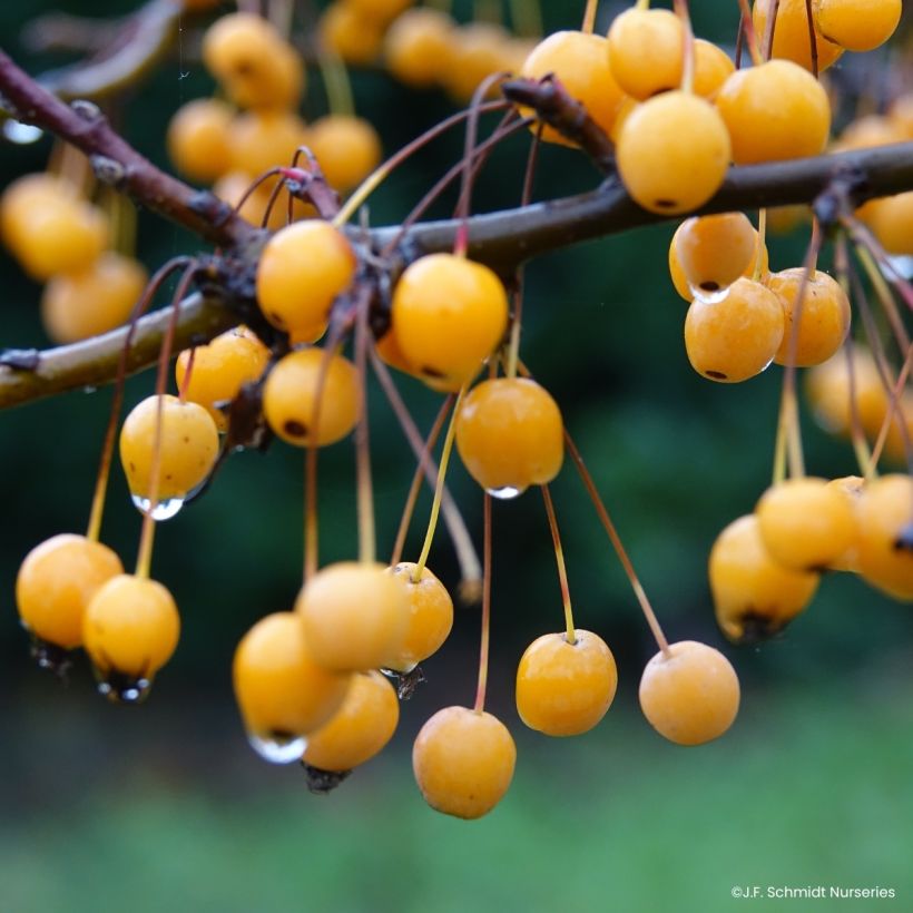 Pommier d'ornement - Malus JFS Sparkling Sprite (Harvest)