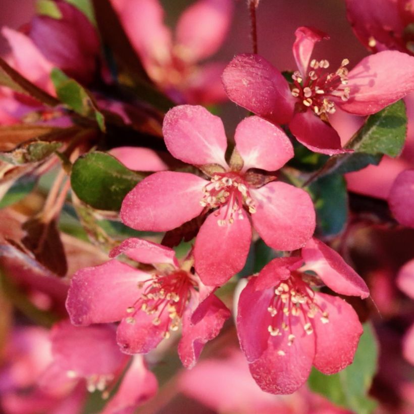 Malus toringo Freja - Pommier d'ornement (Flowering)