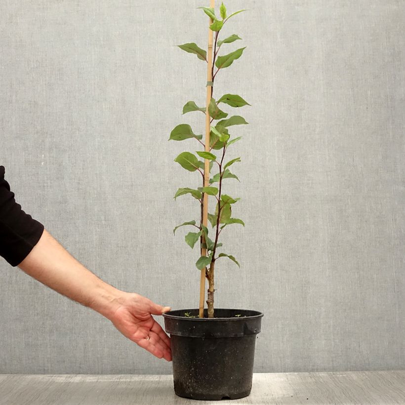 Example of Pommier d'ornement nain Kaido - Malus x micromalus Pot de 4L/5L as you get in automne
