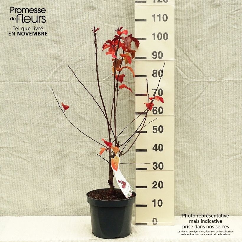 Example of Pommier d'ornement - Malus Liset Pot de 7,5L/10L as you get in automne