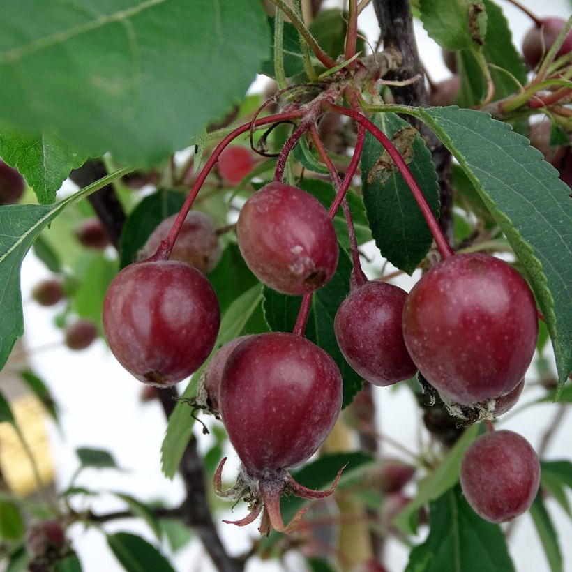 Pommier d'ornement - Malus Red Obelisk (Harvest)