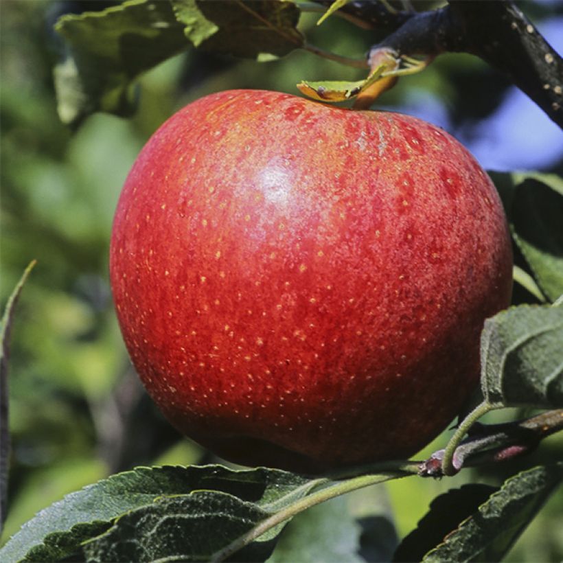 Pommier Royal Gala (Harvest)