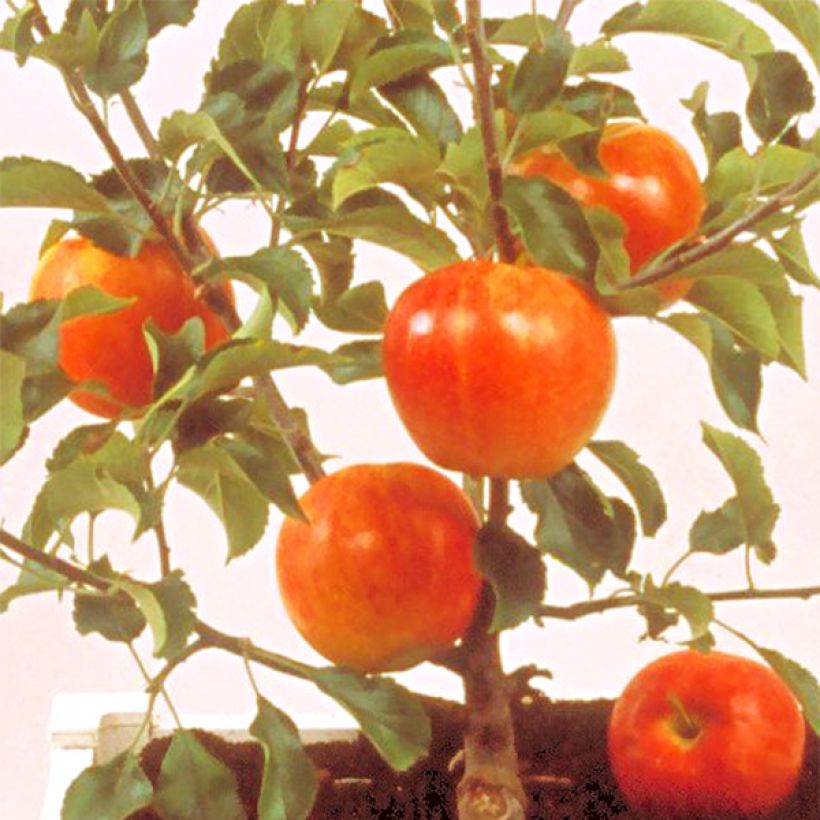 Pommier nain Garden Sun Red (Harvest)