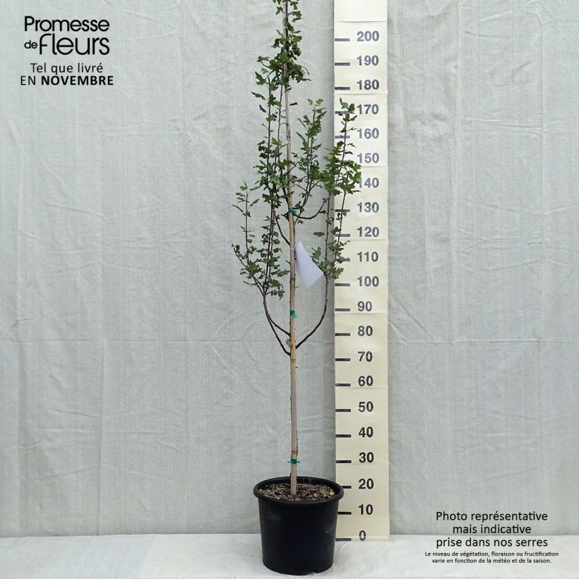 Example of Pommier trilobé - Malus trilobata Pot de 12L/15L as you get in automne