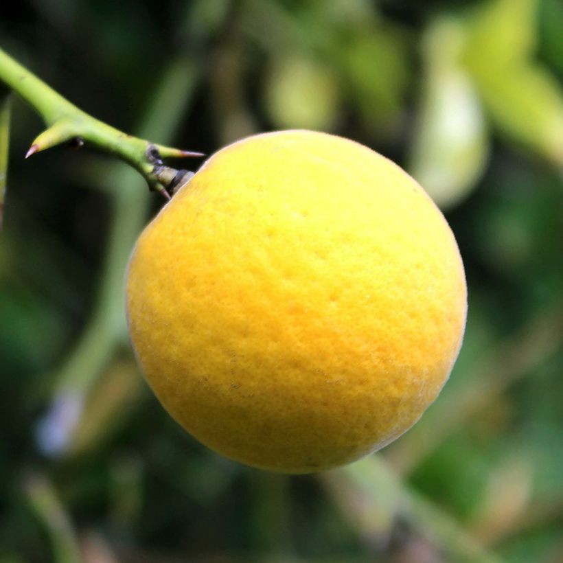 Poncirus trifoliata Flying Dragon - Citronnier tortueux (Harvest)