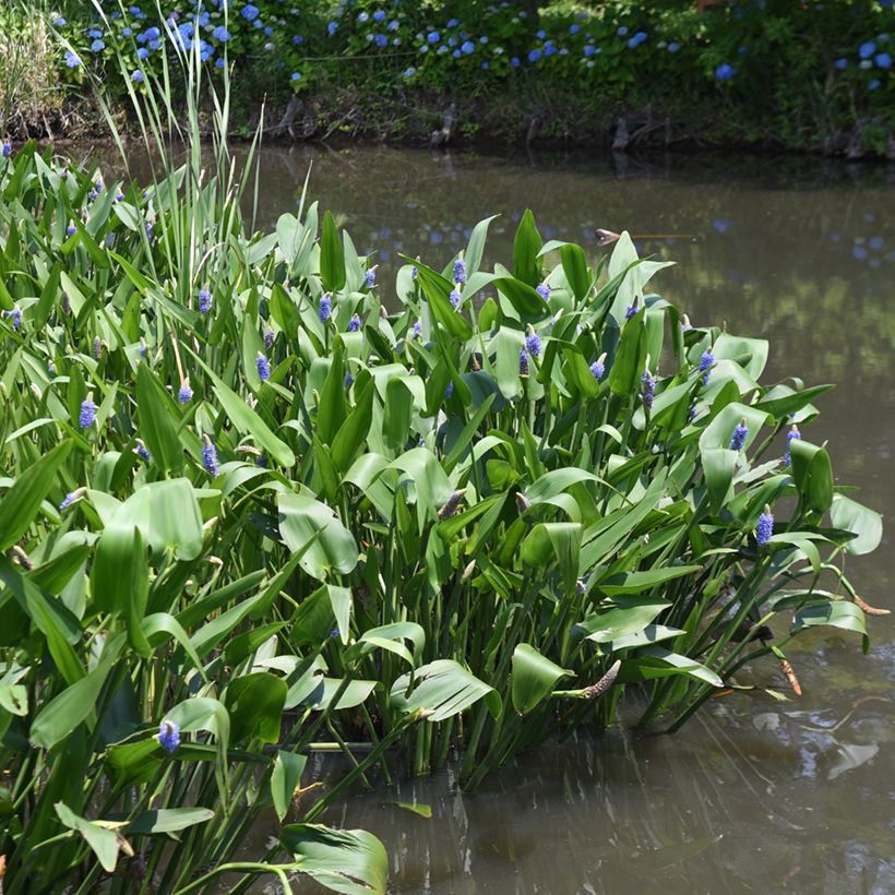 Pontederia cordata - Pontédérie à feuille en coeur (Plant habit)