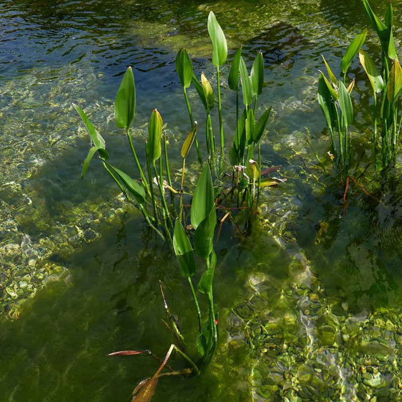 Pontederia lanceolata - Pontédérie à feuilles lancéolées (Plant habit)