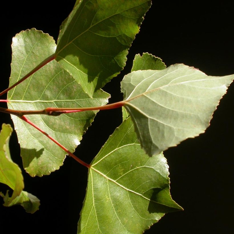 Peuplier Robusta - Populus euramericana (canadensis) (Foliage)