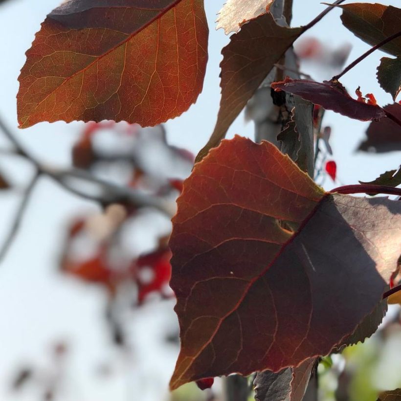 Peuplier Fuego - Populus deltoides Fuego (Foliage)