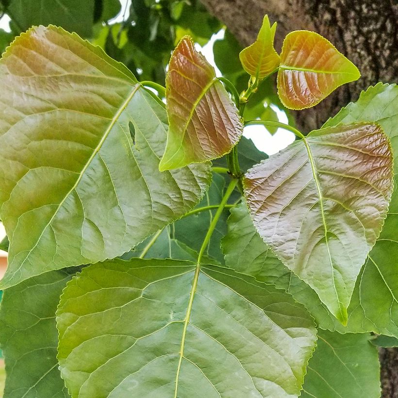 Populus nigra - Peuplier noir (Foliage)
