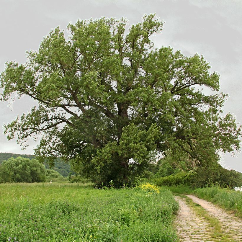 Populus nigra - Peuplier noir (Plant habit)
