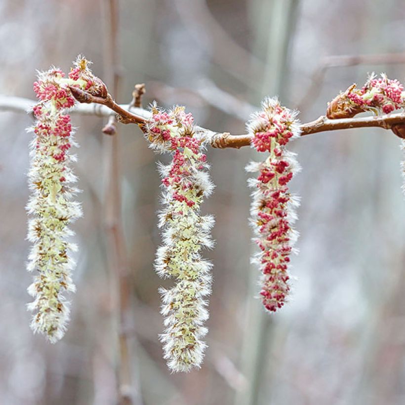 Peuplier Tremble - Populus tremula (Flowering)
