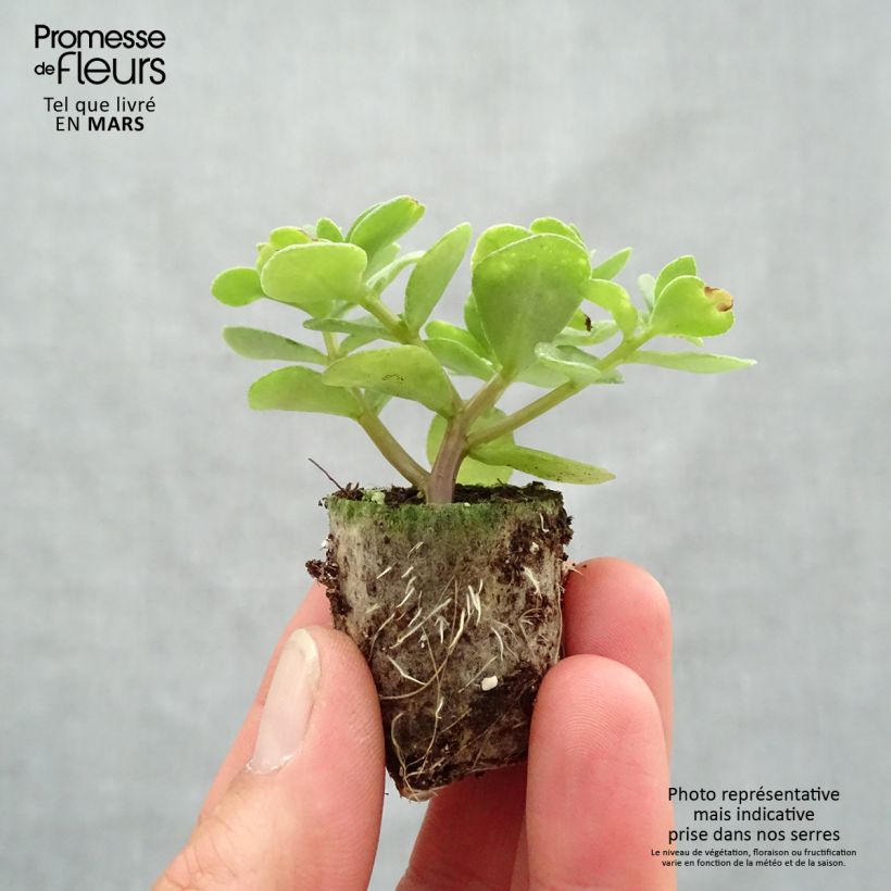 Example of Portulaca Campino Twist Pink - Pourpier annuel Mini-motte Ø 3/4 cm as you get in printemps