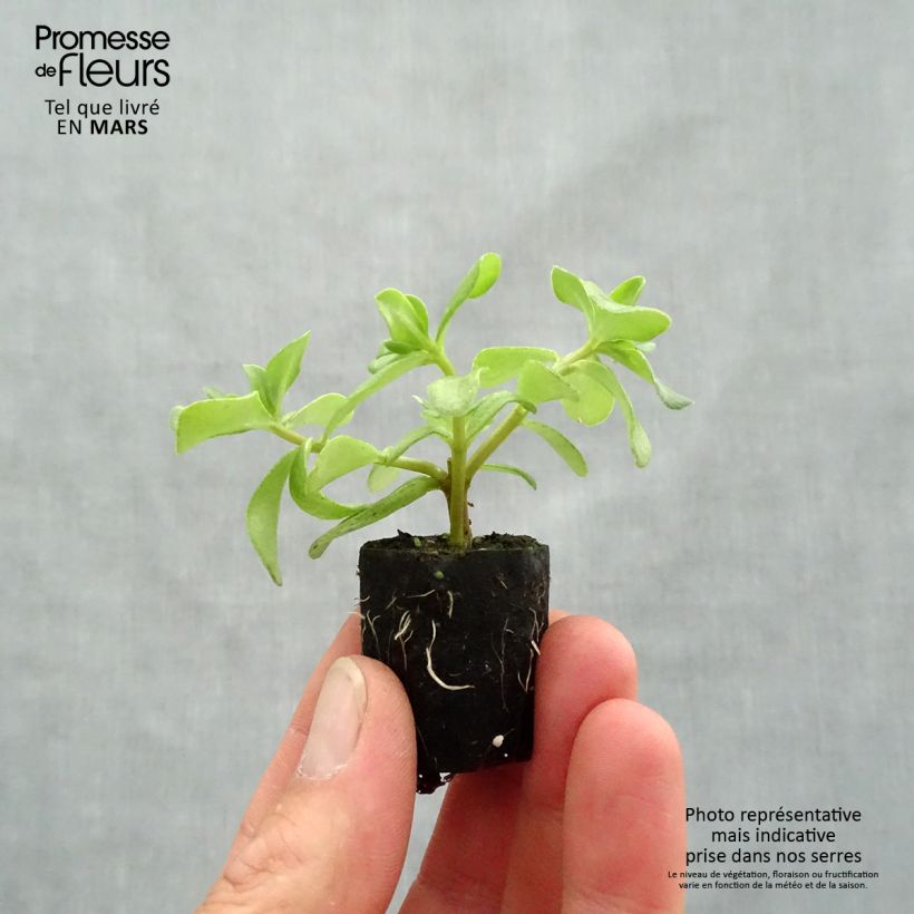Example of Portulaca Pazzaz Nano Hot Pink - Pourpier annuel Mini-motte Ø 3/4 cm as you get in printemps