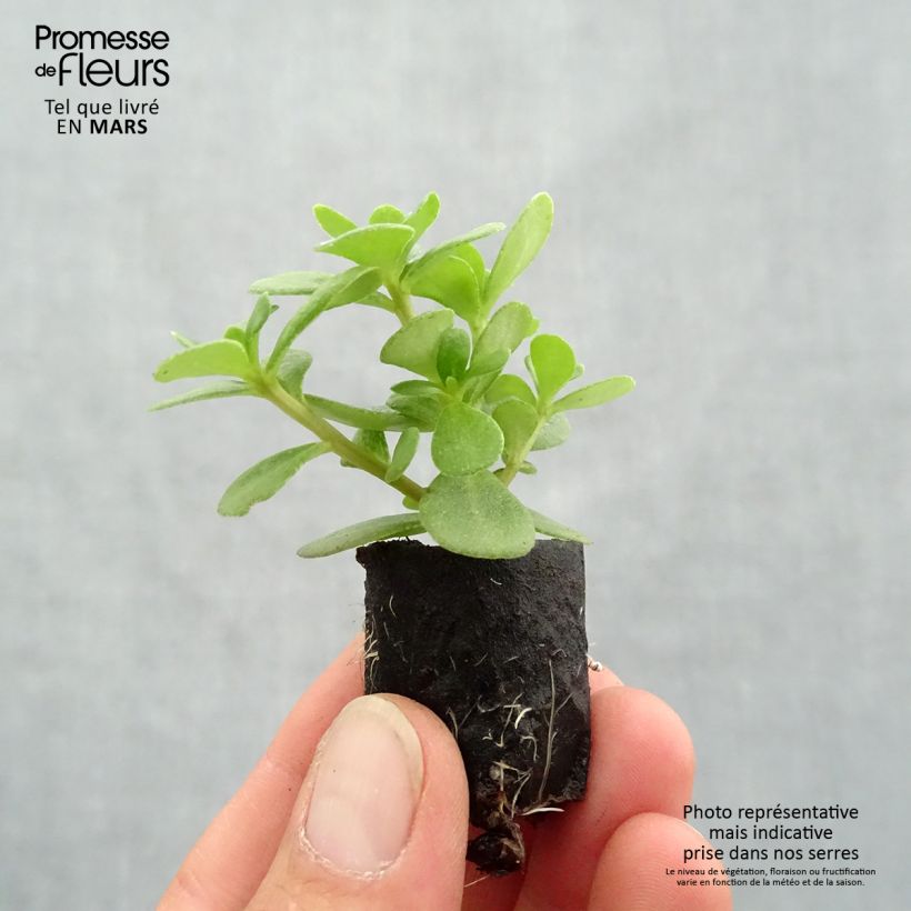 Example of Portulaca Pazzaz Nano Orange - Pourpier annuel Mini-motte Ø 3/4 cm as you get in printemps