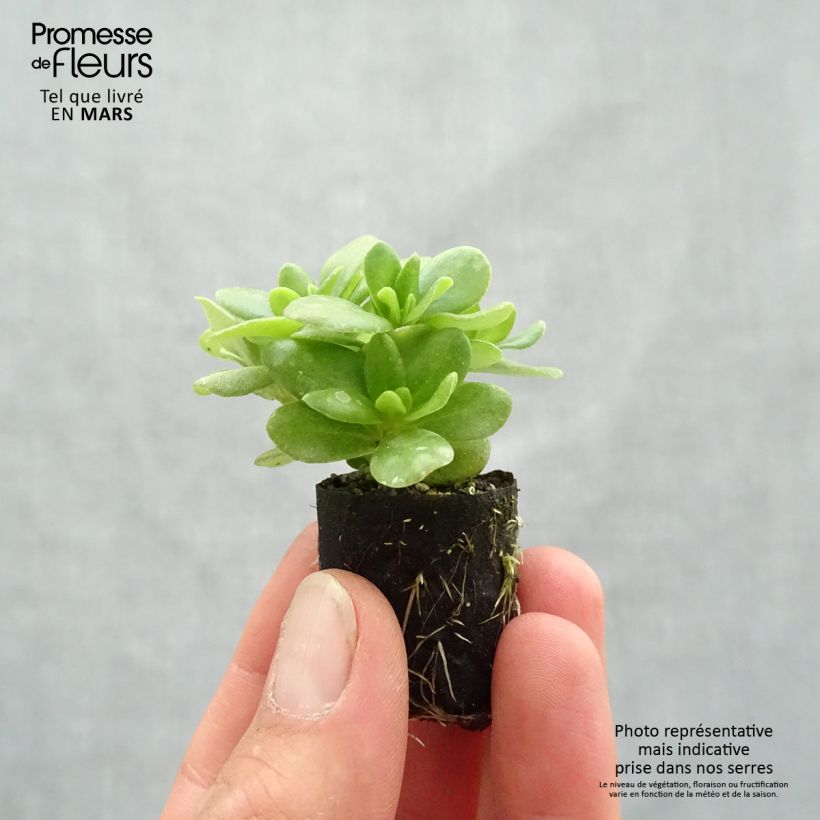 Example of Portulaca Pazzaz Nano Yellow - Pourpier annuel Mini-motte Ø 3/4 cm as you get in printemps