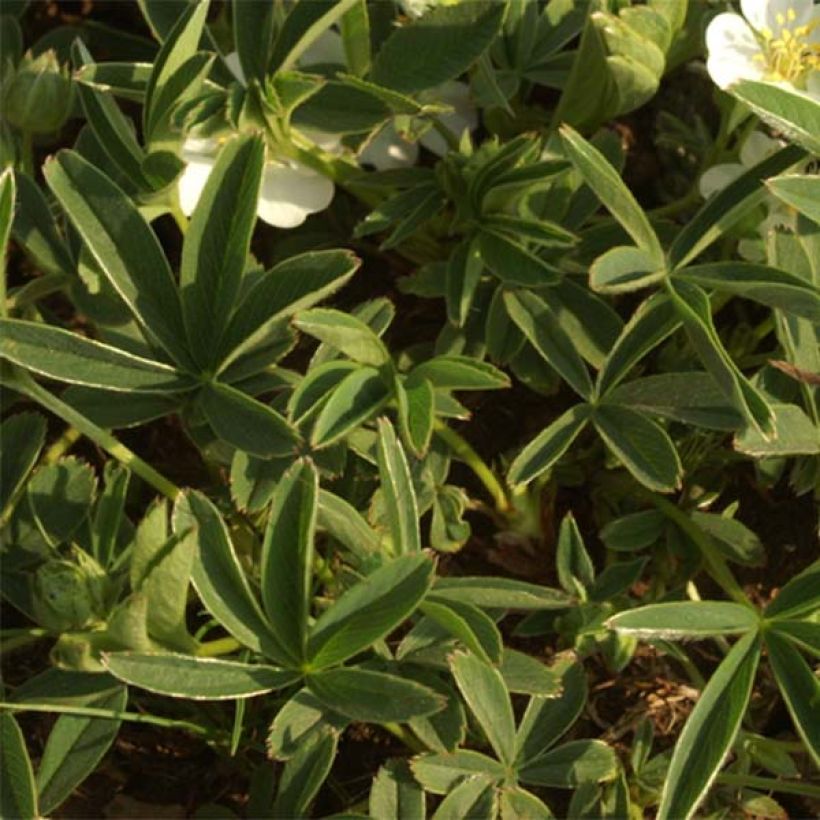 Potentilla alba - Potentille blanche (Foliage)