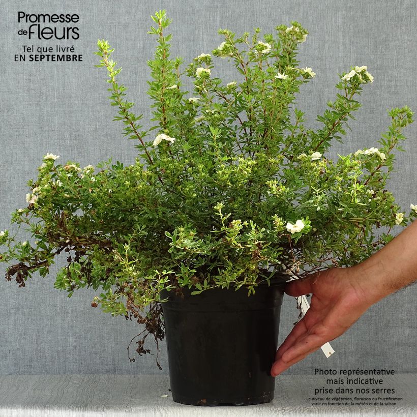 Example of Potentilla fruticosa Double Punch Pastel - Potentille arbustive Pot de 3L/4L as you get in automne