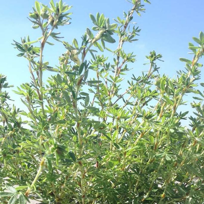 Potentilla fructicosa Glamour Girl - Potentille arbustive (Foliage)