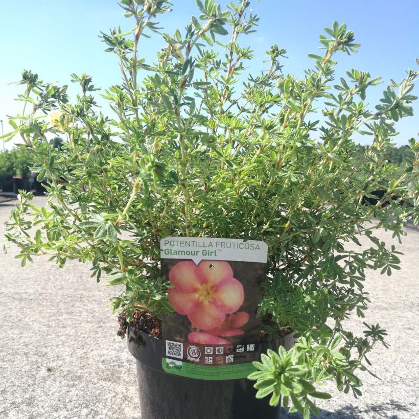 Potentilla fructicosa Glamour Girl - Potentille arbustive (Plant habit)