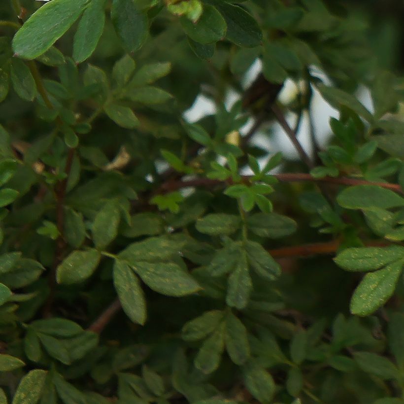 Potentille arbustive - Potentilla fruticosa Bella Bianca (Foliage)