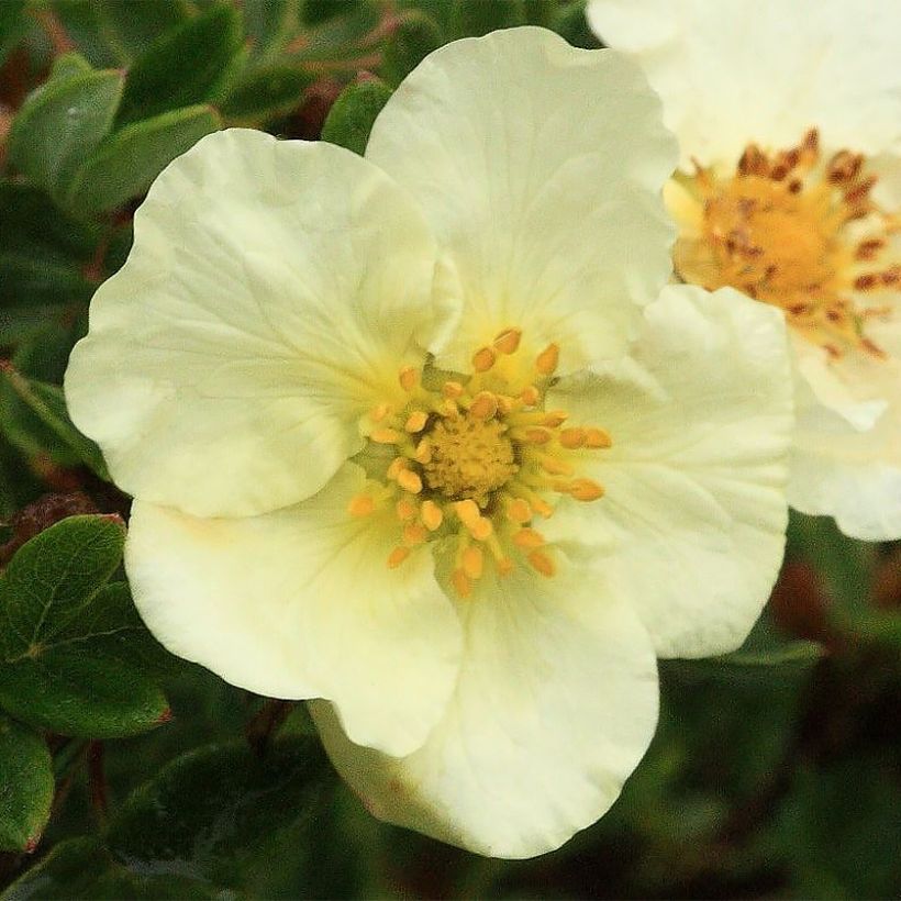 Potentille arbustive - Potentilla fruticosa Creamissima (Flowering)