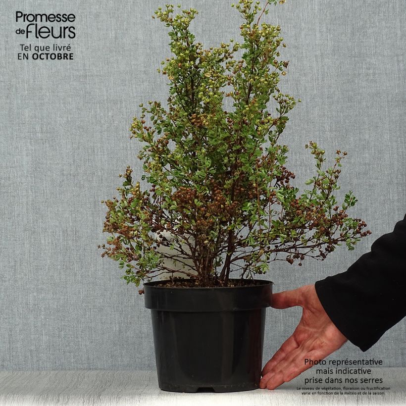 Example of Potentilla fruticosa Lemon Meringue- Potentille arbustive Pot de 2L/3L as you get in automne