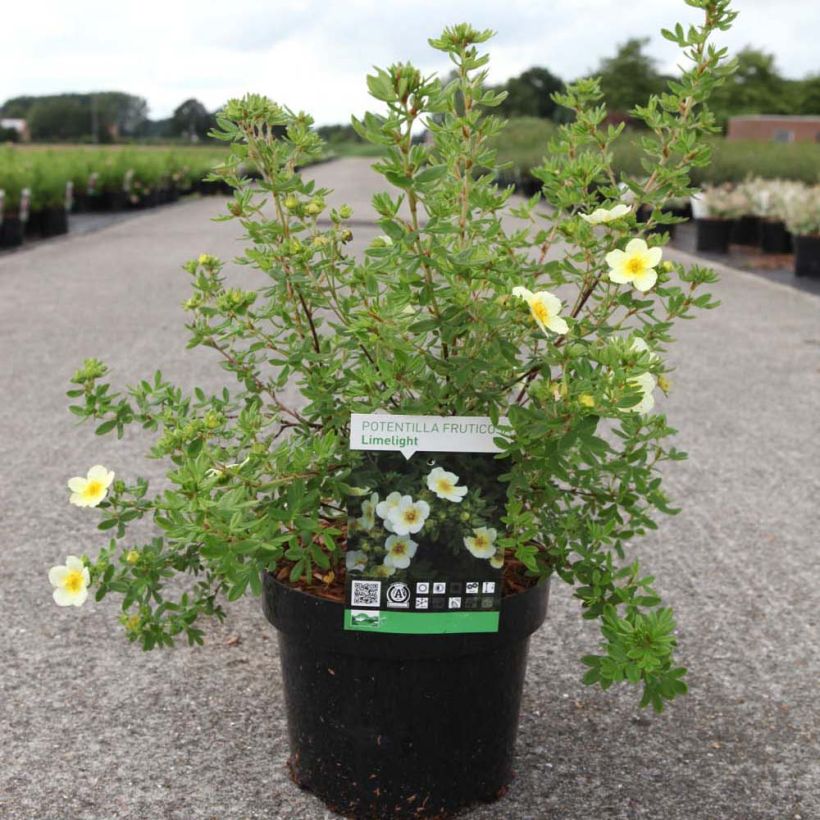 Potentilla fruticosa Limelight- Potentille arbustive (Plant habit)