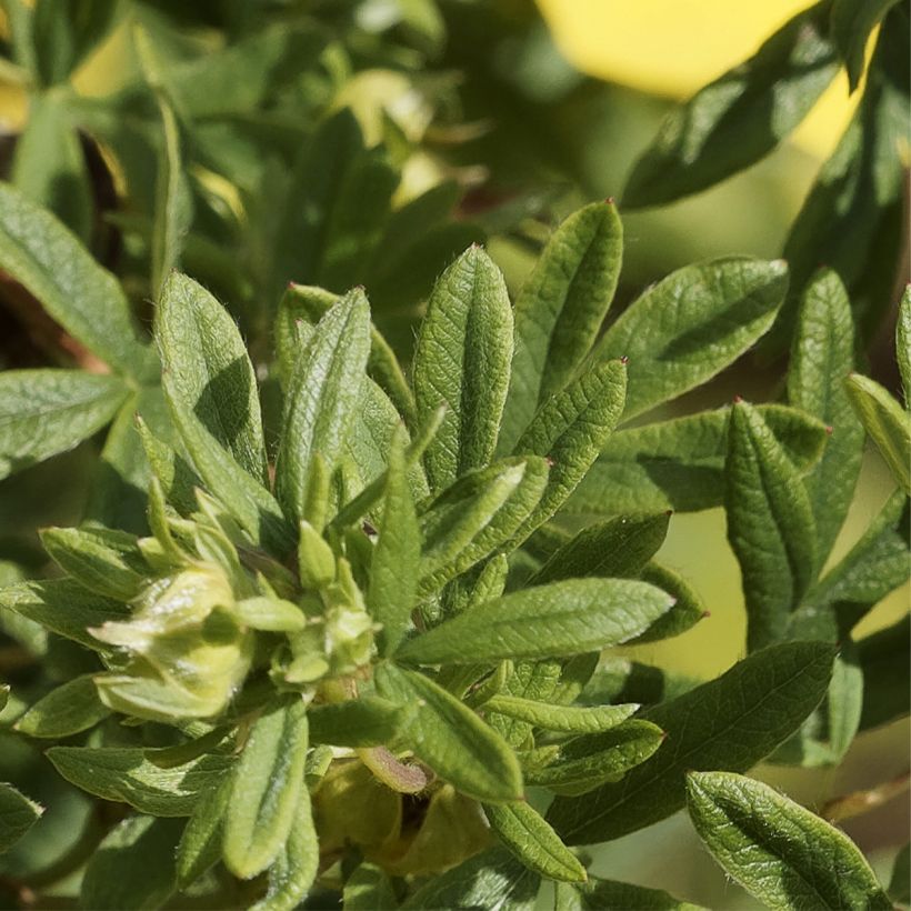 Potentilla fruticosa Medicine Wheel Mountain - Potentille arbustive (Foliage)
