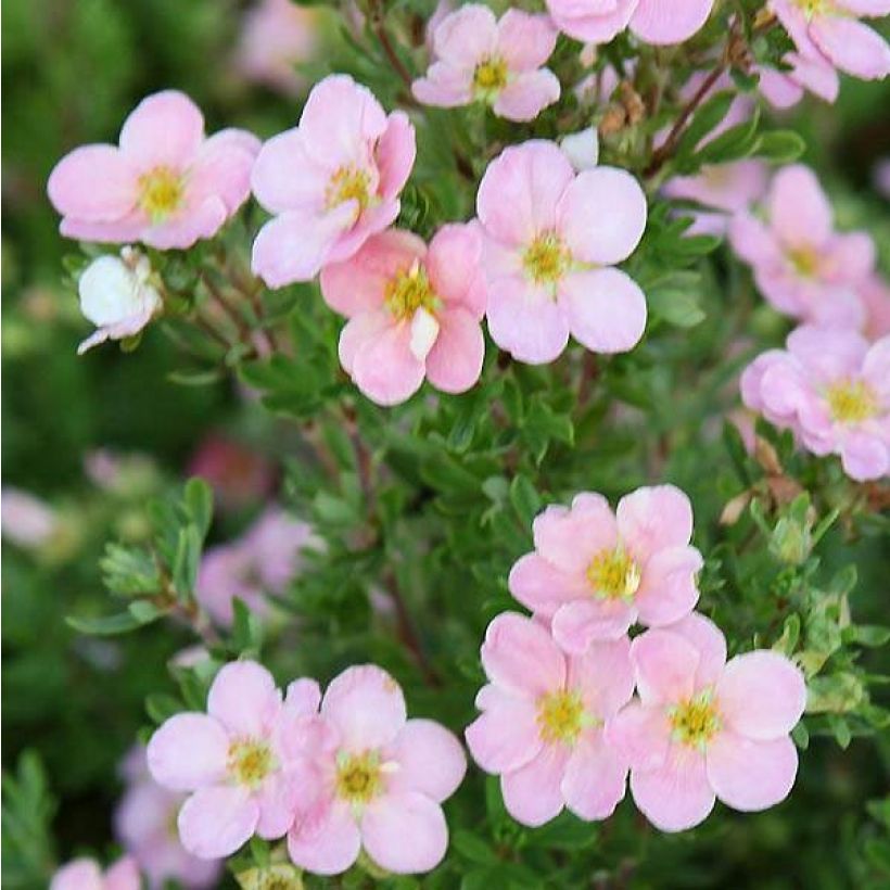 Potentille arbustive - Potentilla fruticosa Pink Beauty (Flowering)