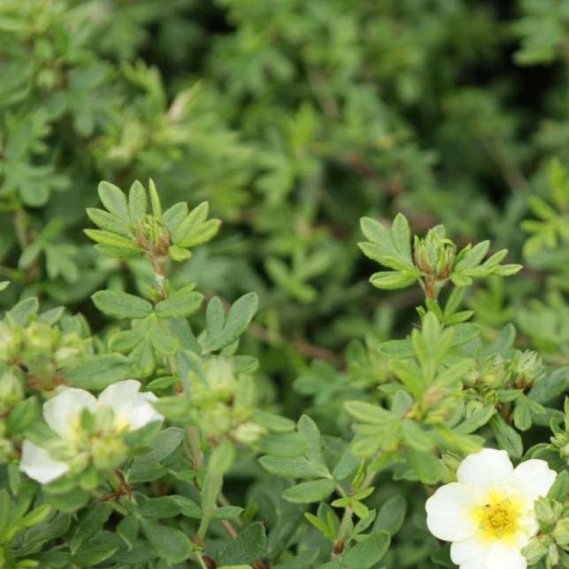 Potentilla fruticosa White Lady - Potentille arbustive (Foliage)