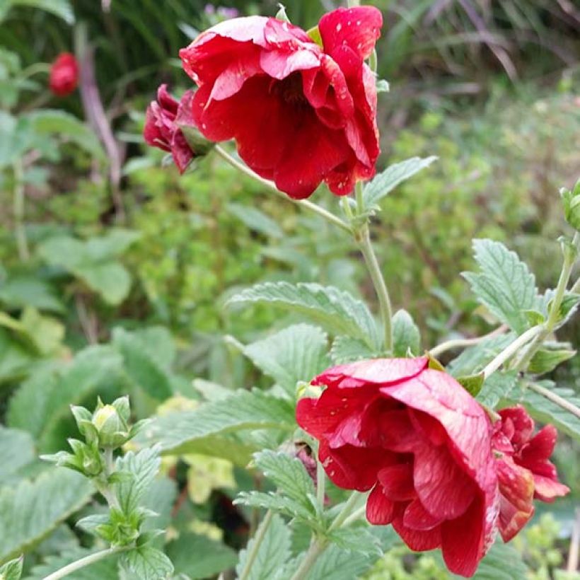 Potentilla Arc en Ciel - Potentille vivace (Flowering)