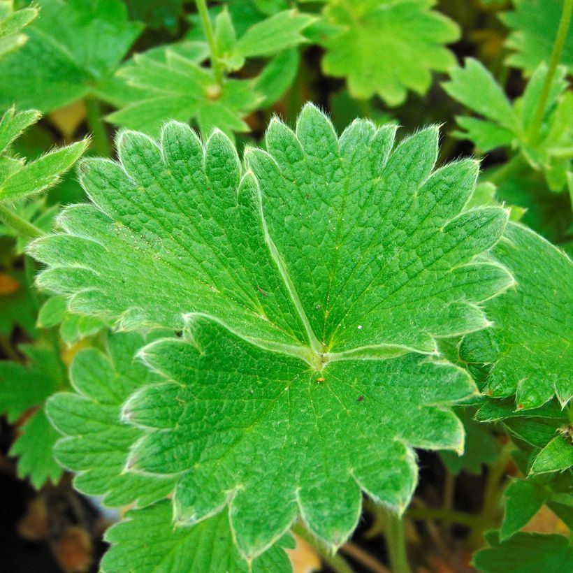 Potentilla megalantha - Potentille à grandes fleurs (Foliage)
