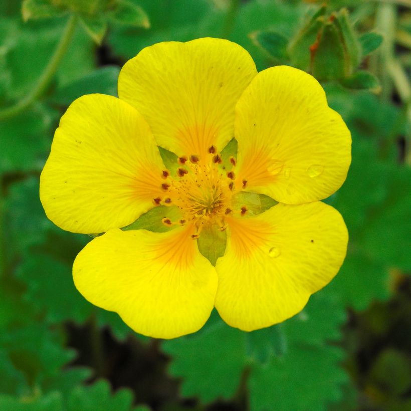 Potentilla megalantha - Potentille à grandes fleurs (Flowering)