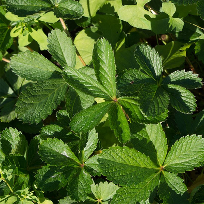 Potentilla nepalensis Miss Willmott - Potentille vivace du Népal (Foliage)