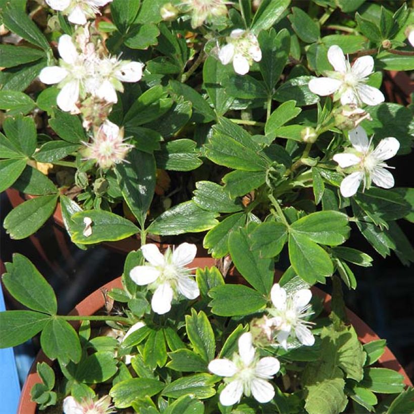 Potentilla tridentata Minima - Potentille vivace (Flowering)