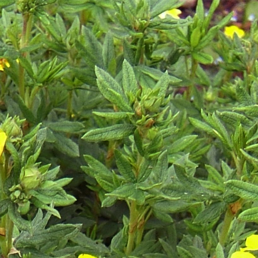 Potentille arbustive Kobold (Foliage)