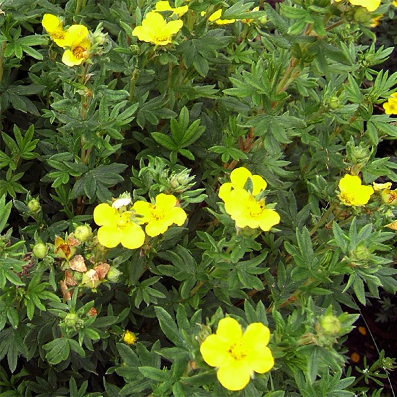 Potentille arbustive Kobold (Flowering)