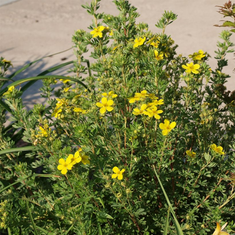 Potentille arbustive Kobold (Plant habit)