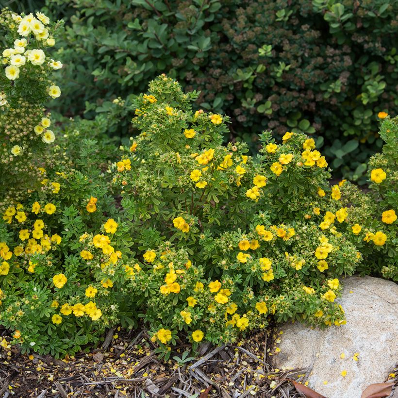 Potentille arbustive Marmalade - Potentilla fruticosa (Plant habit)