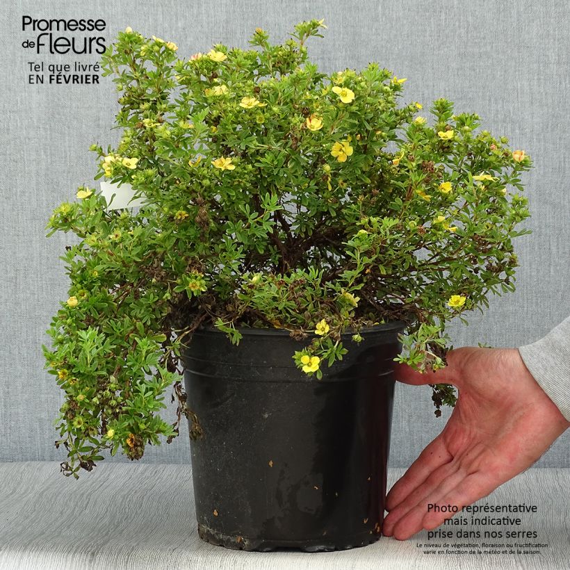 Example of Potentilla fruticosa Solar'issima - Potentille arbustive Pot de 4L/5L as you get in automne