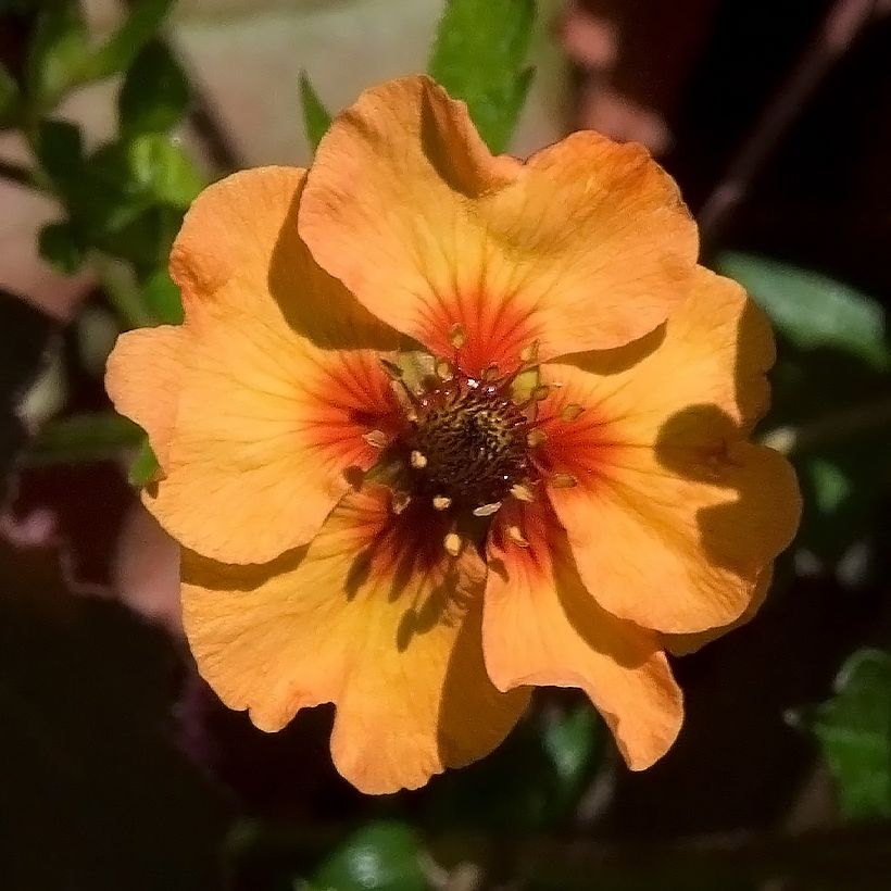Potentille vivace - Potentilla tonguei (Flowering)