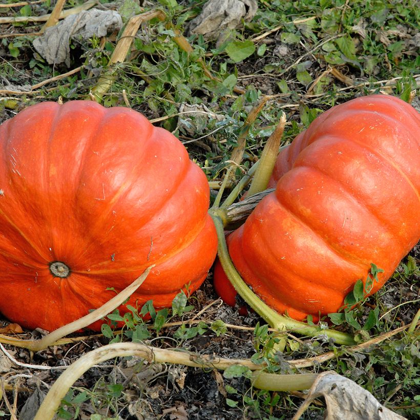 Potiron rouge vif d'Etampes BIO (Harvest)