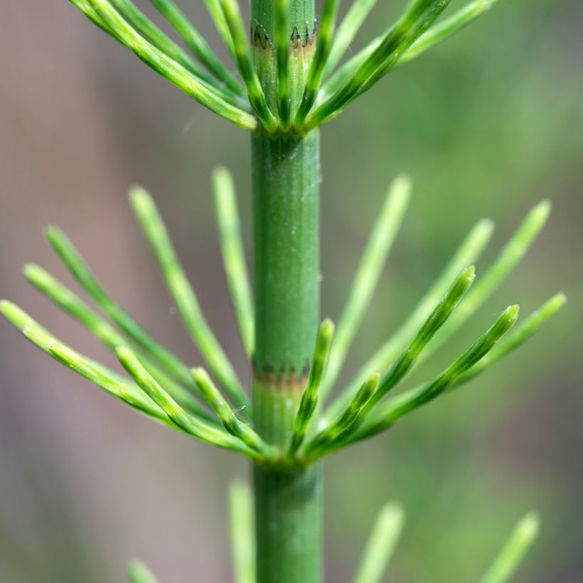 Prêle des rivières - Equisetum fluviatile (Foliage)