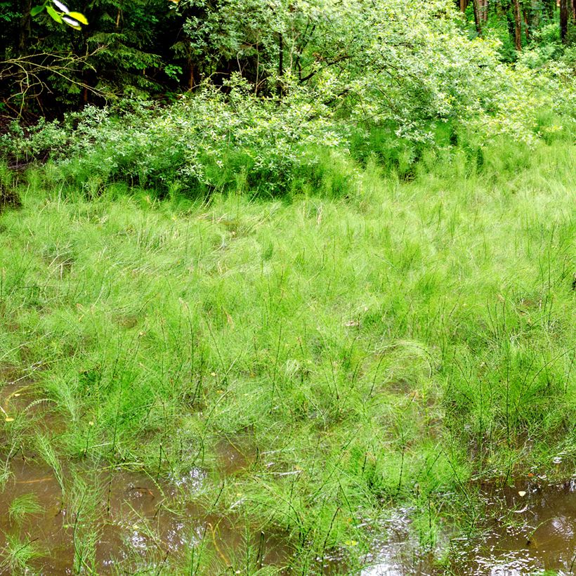 Prêle des rivières - Equisetum fluviatile (Plant habit)