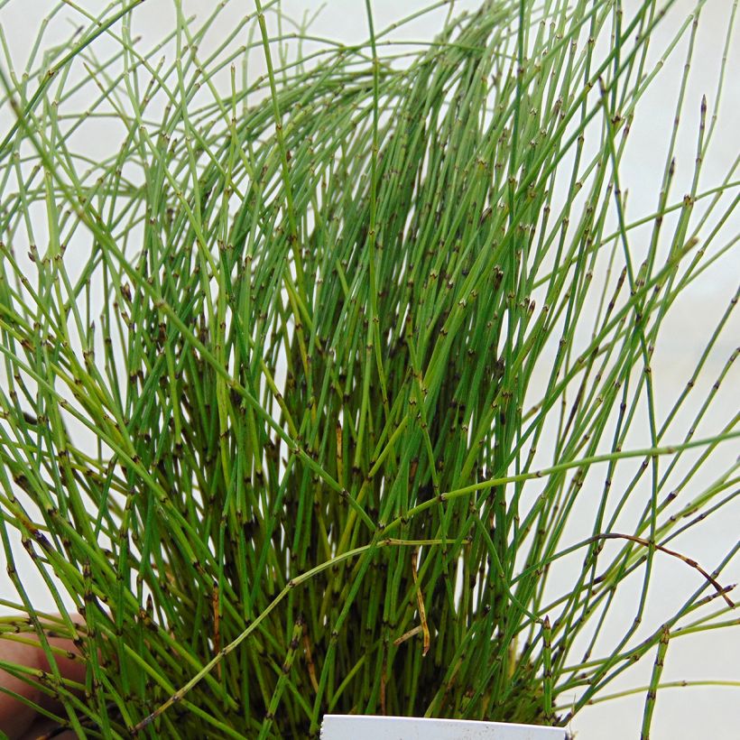 Prêle japonaise naine - Equisetum scirpoides (Foliage)