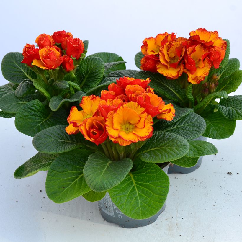 Primevère Chinese New Year - Primula acaulis (Flowering)