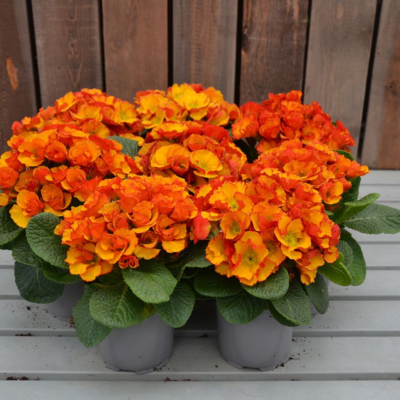 Primevère Chinese New Year - Primula acaulis (Plant habit)